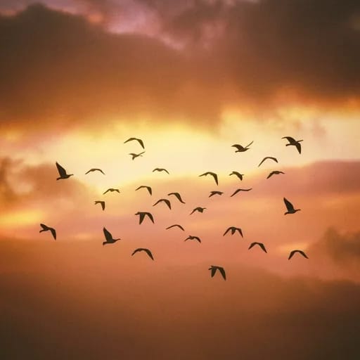 Birds of a Feather