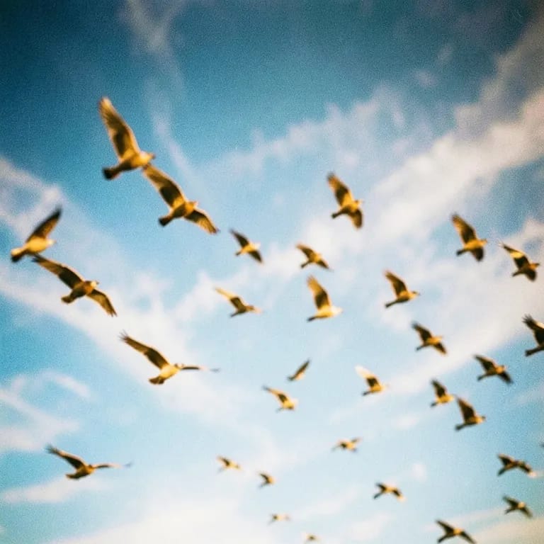 Fly Bird