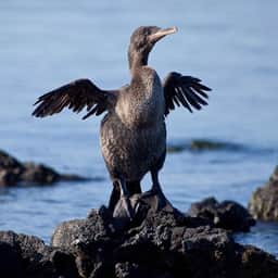 CommonCormorant