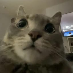ZAV