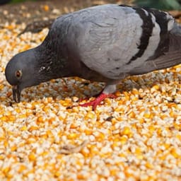 JCDUCKHUNTER417