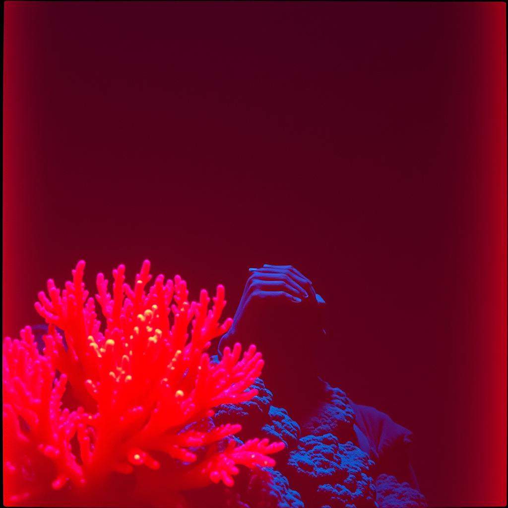 珊瑚に爪を立てて