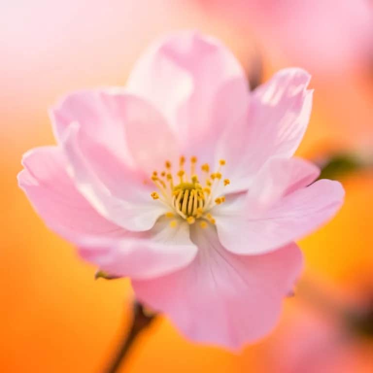 Bloom and Break the Sky