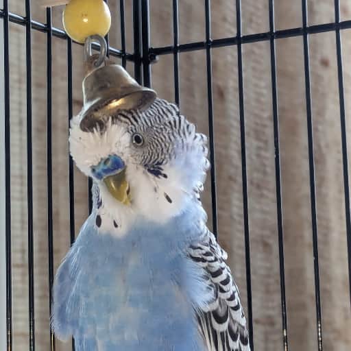 THE BELL END BUDGIE PRODUCTION STUDIOS