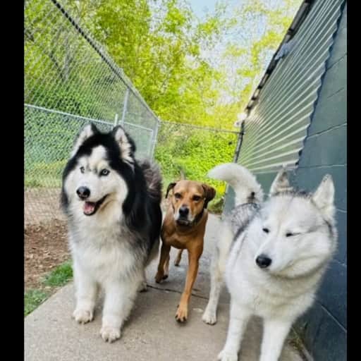 How dare u write a love song