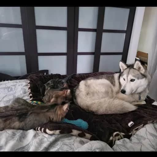 Crazy Childless CatLady Album