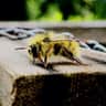 BeeHoney