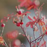 Rose33