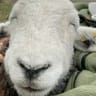 Sheep_Lover
