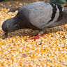 JCDUCKHUNTER417