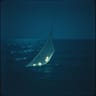 Memory Trawl