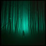 Into the Wilds