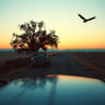 The Long Drive Home