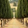 Cypress Roots & Gold Rings