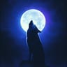 Moon Fever