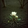 Mud, Blood & Magnolia