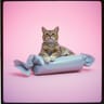 Sugar Rush