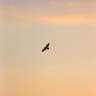 Fly