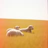 Glory to the lamb