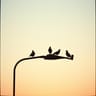 Street Lamp Symphony