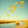 Goldleaf Gratitude