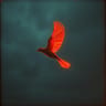 Steel Wings of Fire
