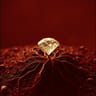 Blood Diamond