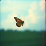 Because you are a beautiful butterfly