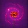 Cosmic Bloom