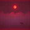 Red Moonlight