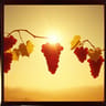 \\Water2Wine//