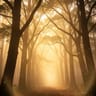 "Harmony in the Light"