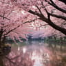 タイトル: 桜の下で (Sakura no Shita de)